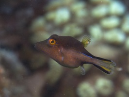 IMG 4104 Sharpnose Puffer